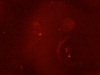 Orion området i H-alpha lys